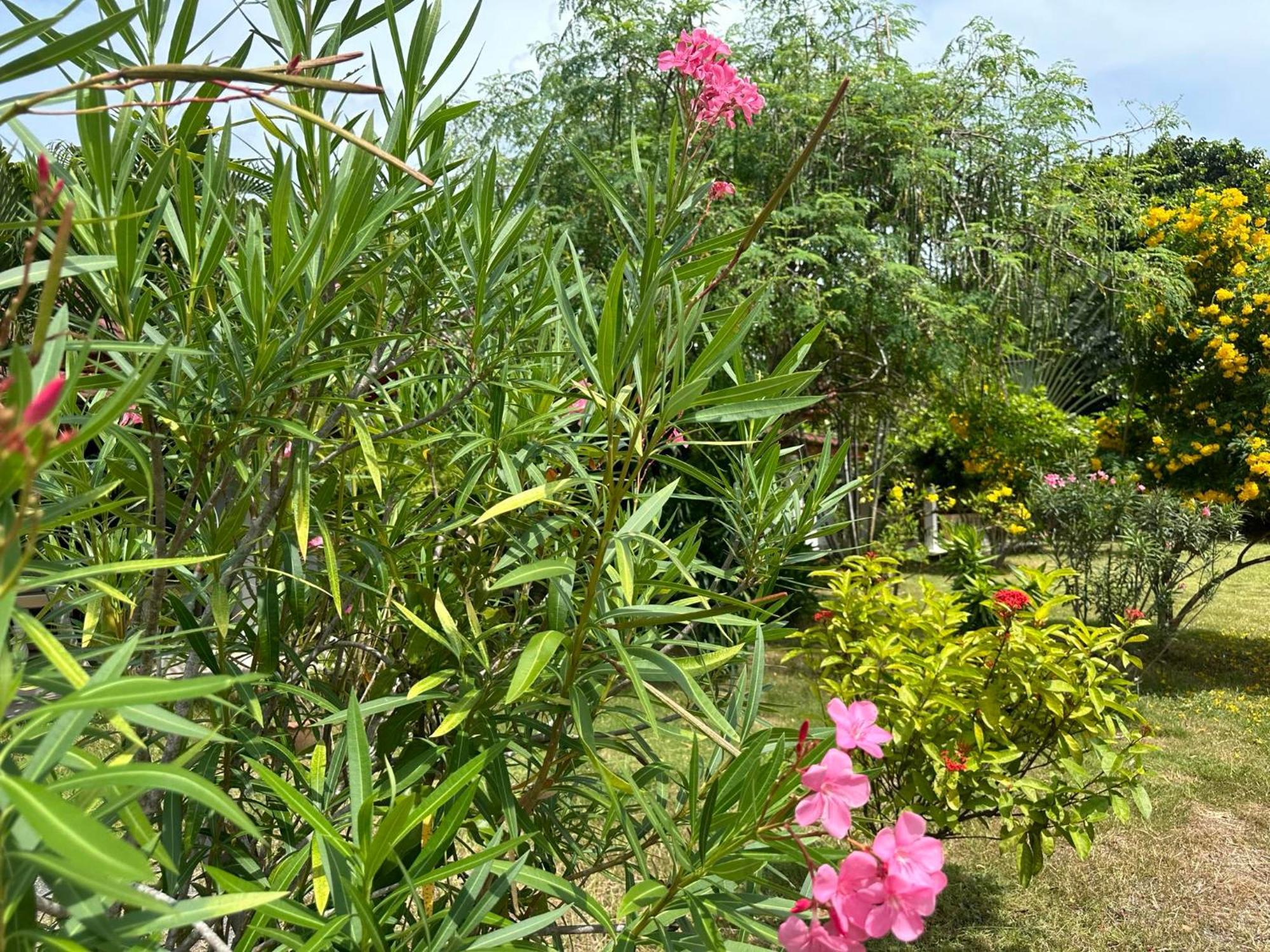 Samui Garden Resort Bang Rak Beach  Exterior photo